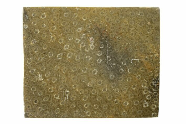 Polished Fossil Rugose Coral Slab - Morocco #276183